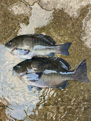 フカセ釣り