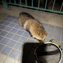 満月とタヌキとメバリング