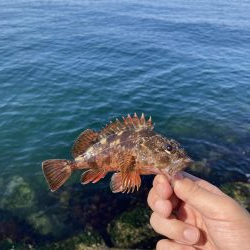 エビ撒き穴釣り