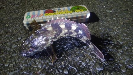 釣りデビュー　82日目