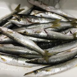 カマス釣り