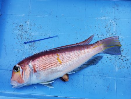 珀宝丸 釣果