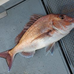 珀宝丸 釣果