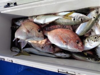 鯛紅丸 釣果