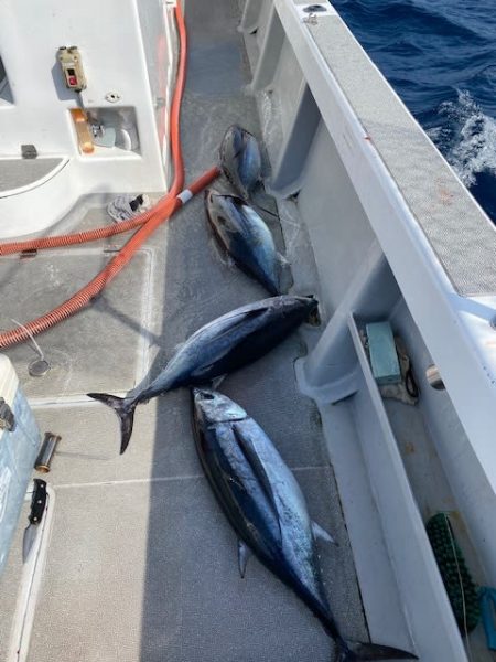 へいみつ丸 釣果