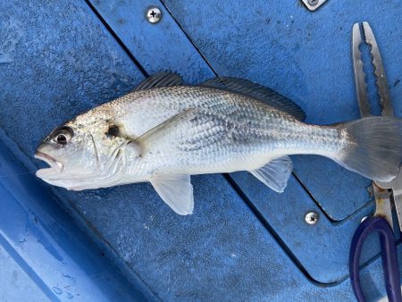 夢丸 釣果