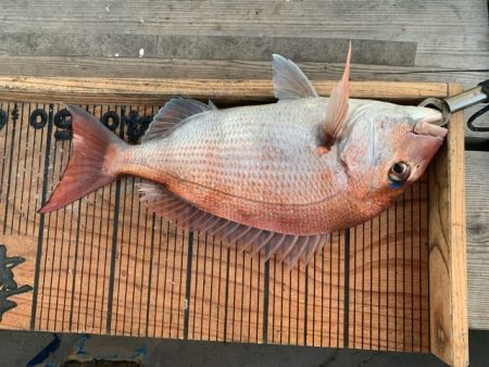 幸吉丸 釣果