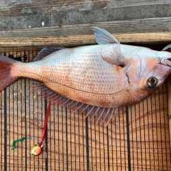 幸吉丸 釣果