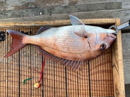 幸吉丸 釣果