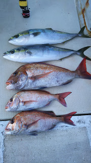 釣り舟　海竜 釣果