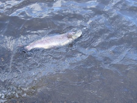 志高湖フィッシング 釣果