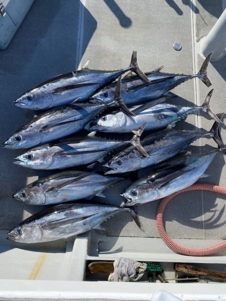 へいみつ丸 釣果