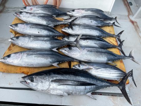 まると屋 釣果