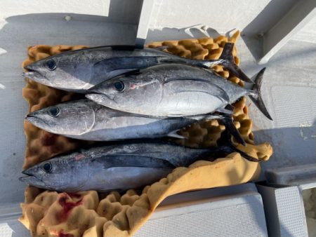 まると屋 釣果