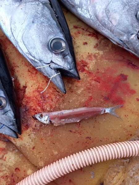 小海途 釣果