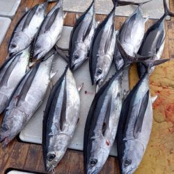 小海途 釣果