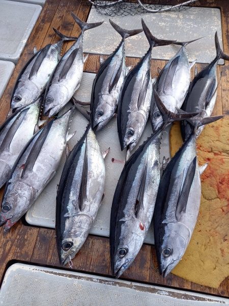 小海途 釣果