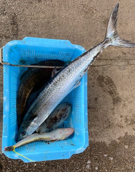 明神釣船 釣果