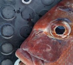 東京湾探釣隊ぼっち 釣果