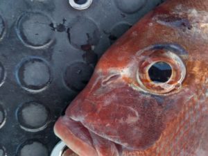 東京湾探釣隊ぼっち 釣果