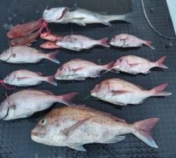 東京湾探釣隊ぼっち 釣果