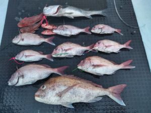 東京湾探釣隊ぼっち 釣果