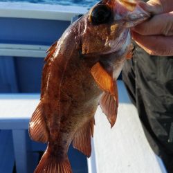 新幸丸 釣果