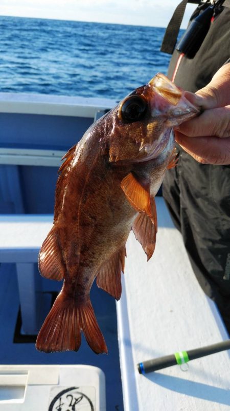 新幸丸 釣果