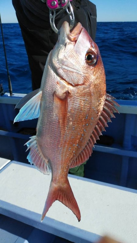 新幸丸 釣果