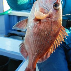 新幸丸 釣果