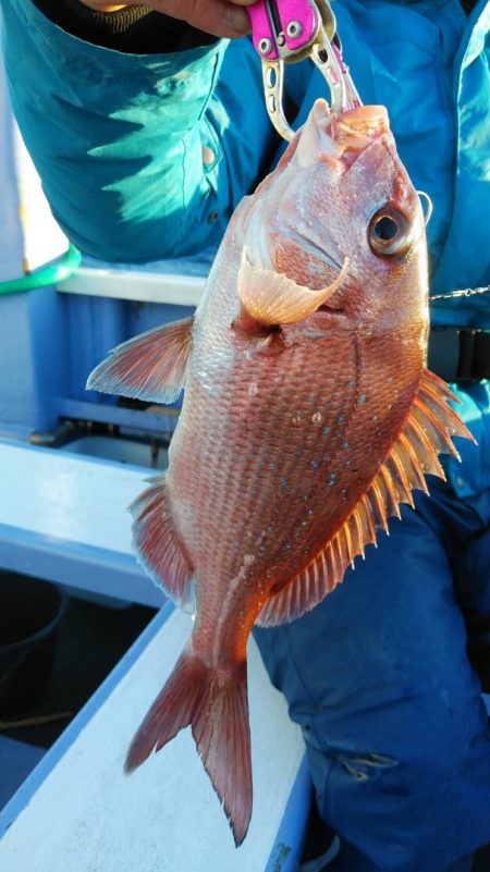 新幸丸 釣果