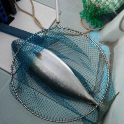 チャモロ 釣果