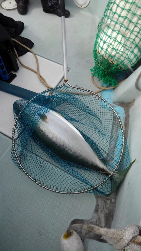 チャモロ 釣果