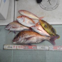 チャモロ 釣果