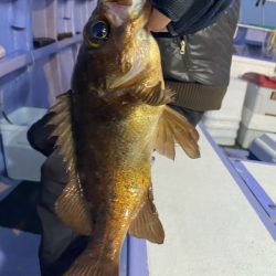 新幸丸 釣果