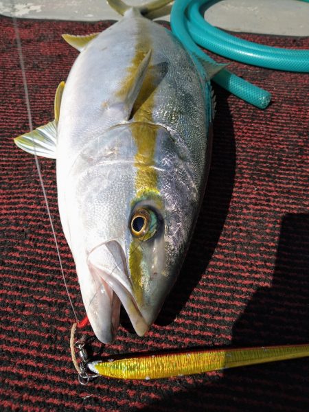 光生丸 釣果