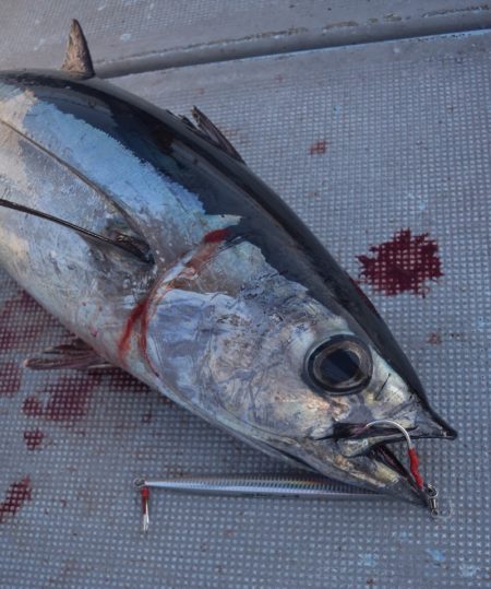 渡船屋たにぐち 釣果