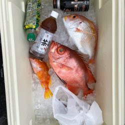 さくら丸 釣果