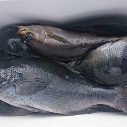 しば渡船 釣果