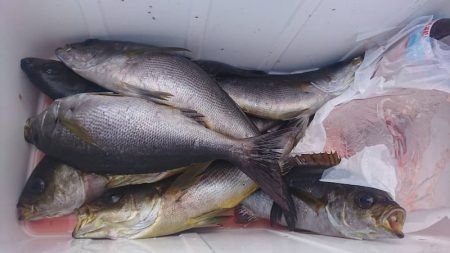 しば渡船 釣果