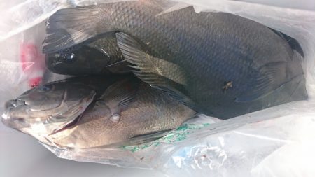 しば渡船 釣果