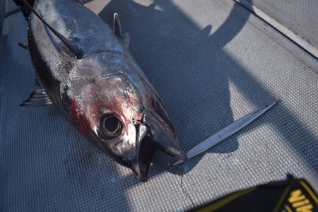 渡船屋たにぐち 釣果