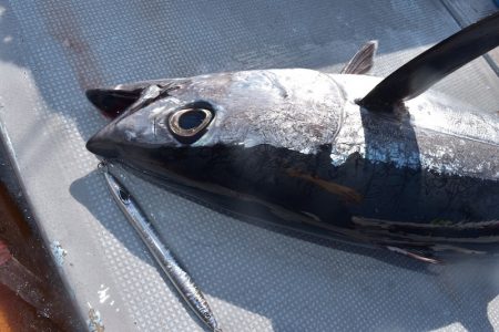 渡船屋たにぐち 釣果