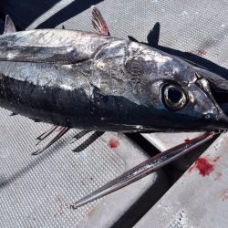 渡船屋たにぐち 釣果