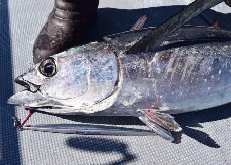 渡船屋たにぐち 釣果