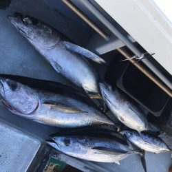 渡船屋たにぐち 釣果