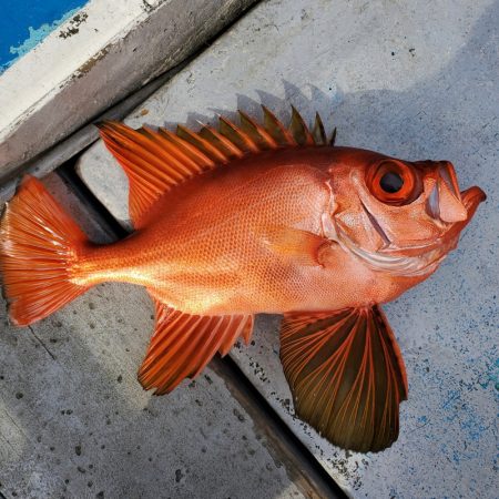 一華丸 釣果