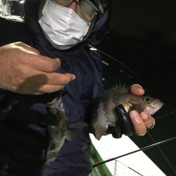 ヤザワ渡船 釣果