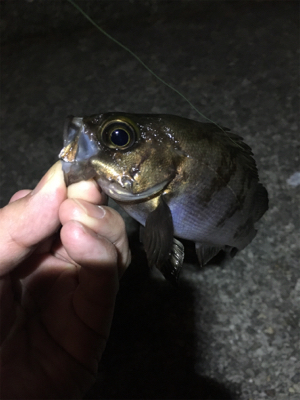 久しぶりのメバリング