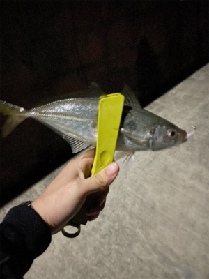 尺アジ釣れちゃった！！